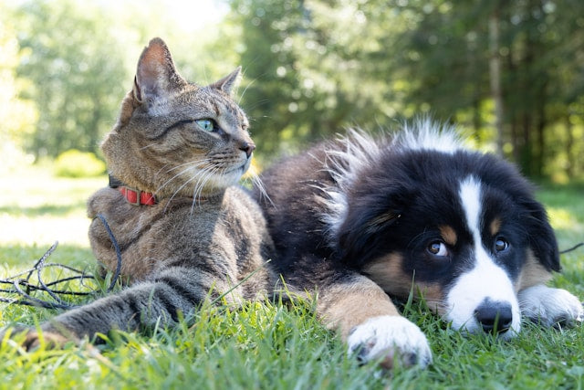 Pet Supplements at Different Life Stages: Keeping Your Pet Healthy from Start to Senior