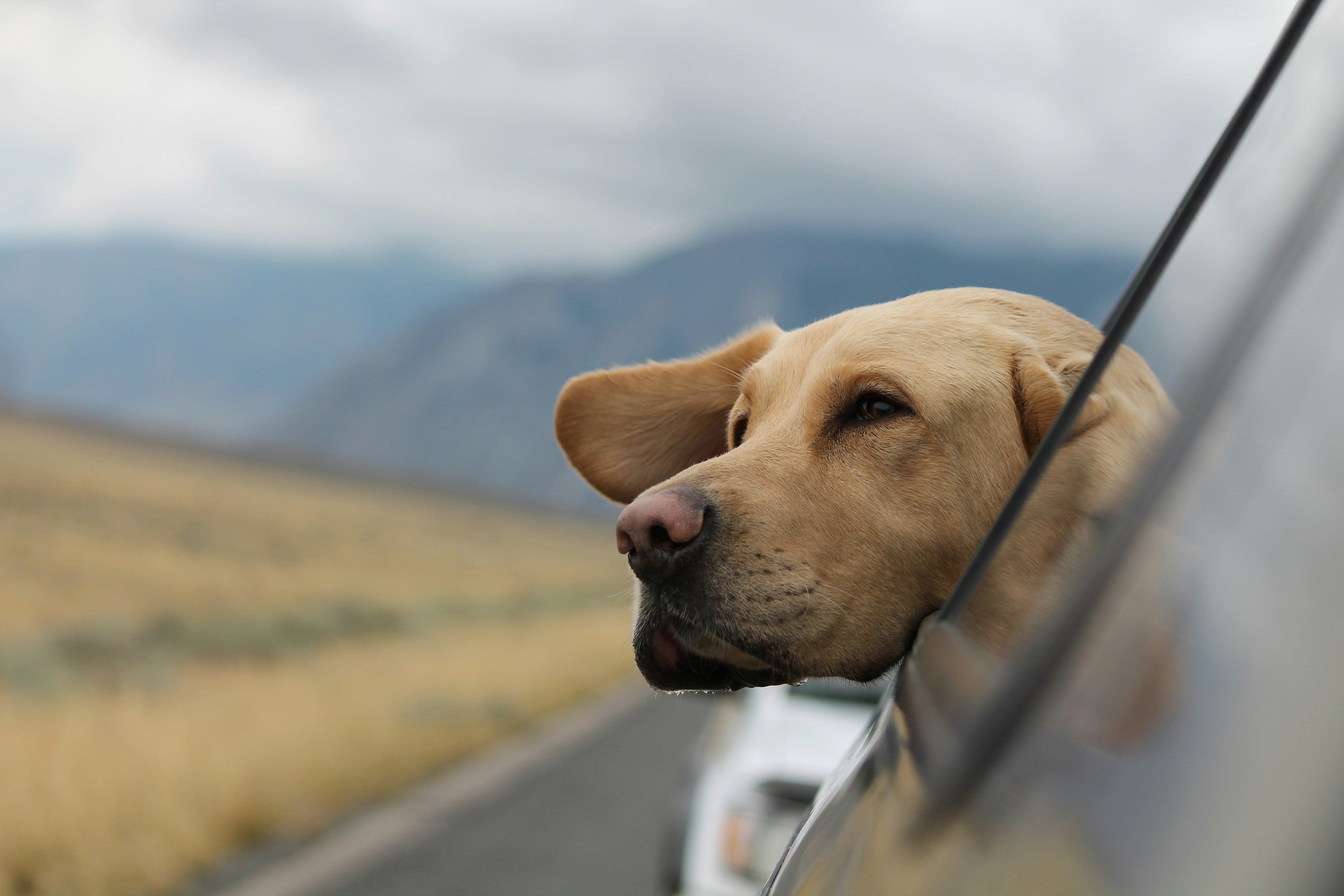 Keep Your Pets Happy With These Holiday Travel